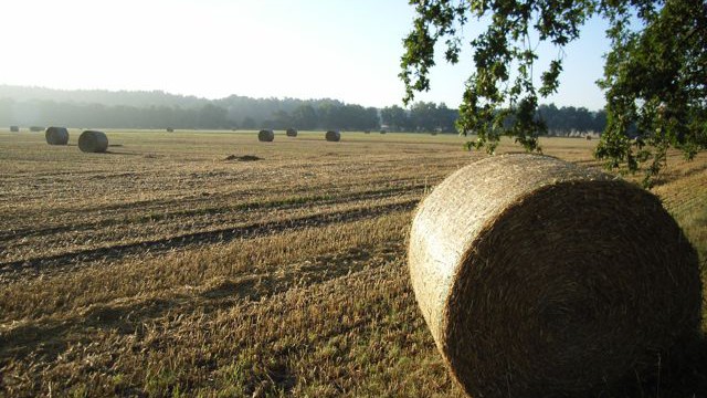 Spätsommer auf dem Land